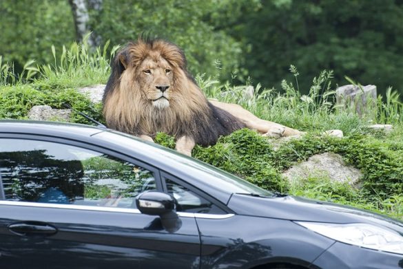 safari in auto lombardia